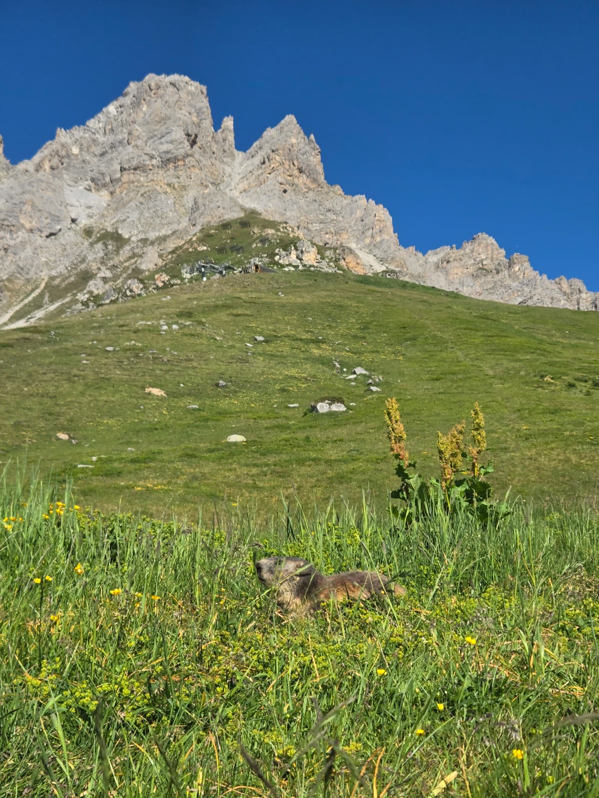 Marmotte sur les hauteurs de Méribel